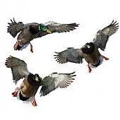 MOSSY OAK Decal - 3 Mallard Drakes All Cutout With Mossy Oak Graphics Camouflage - 13008