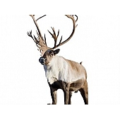 MOSSY OAK Body Graphics - Caribou Cutout True Color - 23023C