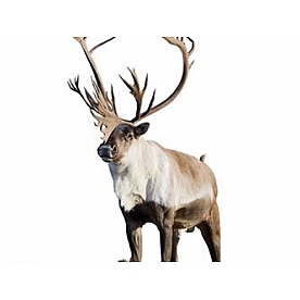 MOSSY OAK Body Graphics - Caribou Cutout True Color - 23023C