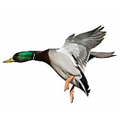 MOSSY OAK Body Graphics - Mallard/ Drake Landing Left True Color - 23034C