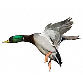 MOSSY OAK Body Graphics - Mallard/ Drake Landing Left True Color - 23034C