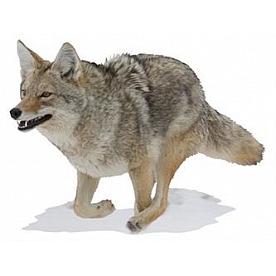 MOSSY OAK Body Graphics - Running Coyote Cutout True Color - 23027C