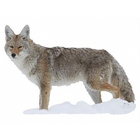 MOSSY OAK Body Graphics - Coyote Side View Cutout True Color - 23028C