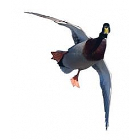 MOSSY OAK Body Graphics - Mallard Drake Landing Overhead Cutout True Color - 23030C
