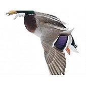 MOSSY OAK Body Graphics - Mallard Landing Wings Down Cutout True Color - 23031C