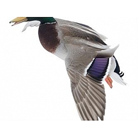 MOSSY OAK Body Graphics - Mallard Landing Wings Down Cutout True Color - 23031C