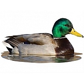 MOSSY OAK Body Graphics - Mallard Drake Sitting In Water Cutout True Color - 23032C