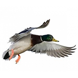 MOSSY OAK Body Graphics - Mallard/ Drake Landing Right True Color - 23035C