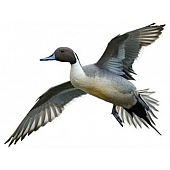 MOSSY OAK Body Graphics - Northern Pintail Flying Left Cutout True Color - 23037C