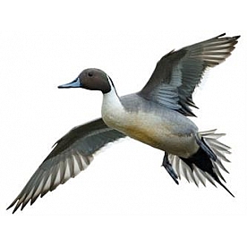 MOSSY OAK Body Graphics - Northern Pintail Flying Left Cutout True Color - 23037C