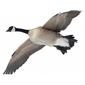 MOSSY OAK Body Graphics - Canada Goose Flying Overhead Cutout True Color - 23042C
