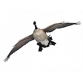 MOSSY OAK Body Graphics - Canada Goose Cupped Landing Cutout True Color - 23043C