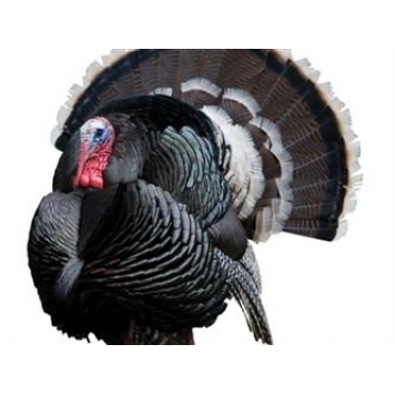 MOSSY OAK Body Graphics - Strutting Merriam Wild Turkey Cutout True Color - 23046C