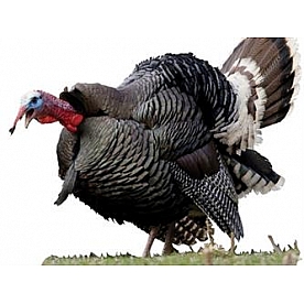 MOSSY OAK Body Graphics - Gobbling Merriam Wild Turkey Cutout True Color - 23048C