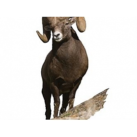 MOSSY OAK Body Graphics - Big Horn Sheep Cutout True Color - 23050C