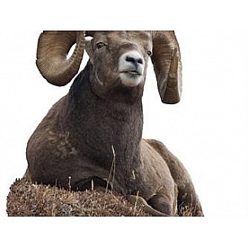 MOSSY OAK Body Graphics - Bedded Big Horn Sheep Cutout True Color - 23052C