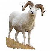 MOSSY OAK Body Graphics - Standing Dall Sheep Cutout True Color - 23056C