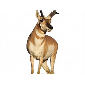 MOSSY OAK Body Graphics - Antelope Looking Right Cutout True Color - 23060C