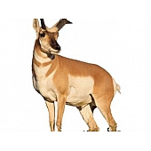 MOSSY OAK Body Graphics - Sunlit Antelope Cutout True Color - 23061C