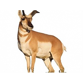 MOSSY OAK Body Graphics - Sunlit Antelope Cutout True Color - 23061C