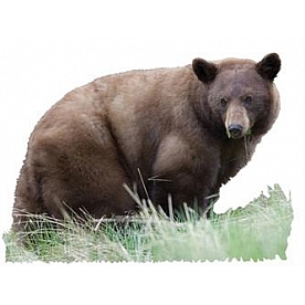 MOSSY OAK Body Graphics - Cinnamon Black Bear True Color - 23068C