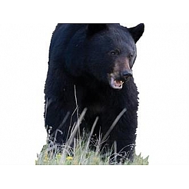 MOSSY OAK Body Graphics - Black Bearing Showing Its Teeth Cutout True Color - 23070C