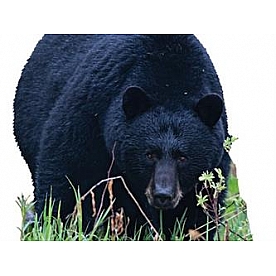 MOSSY OAK Body Graphics - Giant Black Bear Stalking Cutout True Color - 23071C