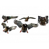 MOSSY OAK Body Graphics - Mallard And Drake Flock Cutout True Color - 23090C