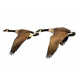 MOSSY OAK Body Graphics - Canada Goose Flying Cutout True Color - 24002C