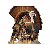 MOSSY OAK Body Graphics - Eastern Turkey In Tall Grass Cutout True Color - 24027C