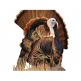 MOSSY OAK Body Graphics - Eastern Turkey In Tall Grass Cutout True Color - 24027C
