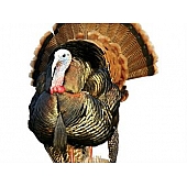 MOSSY OAK Body Graphics - Eastern Turkey Strutting Cutout True Color - 24028C