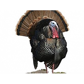 MOSSY OAK Body Graphics - Eastern Turkey Looking To The Left Cutout True Color - 24030C