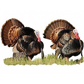 MOSSY OAK Body Graphics - Two Eastern Turkey Strutting Cutout True Color - 24031C