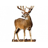MOSSY OAK Body Graphics - Whitetail Buck Quartered To Front Cutout True Color - 22013C