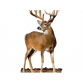 MOSSY OAK Body Graphics - Whitetail Buck Quartered To Front Cutout True Color - 22013C