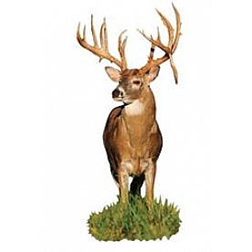 MOSSY OAK Body Graphics - Monster Whitetail Buck With Drop Tyne Cutout True Color - 22043C
