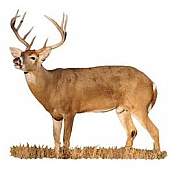 MOSSY OAK Body Graphics - Whitetail Buck Lip Curling Cutout True Color - 22044C