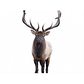 MOSSY OAK Body Graphics - Bull Elk Cutout True Color - 23013C