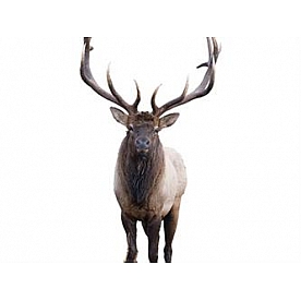 MOSSY OAK Body Graphics - Bull Elk Cutout True Color - 23013C