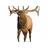MOSSY OAK Body Graphics - Bugling Elk True Color - 23015C