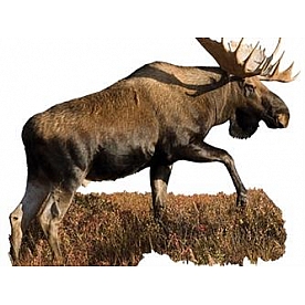 MOSSY OAK Body Graphics - Broadside View Of Right Facing Moose Cutout True Color - 23019C