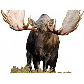 MOSSY OAK Body Graphics - Mosse Cutout True Color - 23020C
