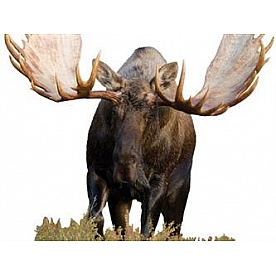 MOSSY OAK Body Graphics - Mosse Cutout True Color - 23020C