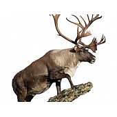 MOSSY OAK Body Graphics - Caribou Climbing Rock Cutout True Color - 23024C