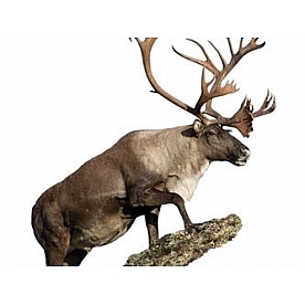 MOSSY OAK Body Graphics - Caribou Climbing Rock Cutout True Color - 23024C