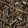 Covercraft Seat Cover Multi-Filament Polyester Camouflage Conceal Green One Row - SS3372TTCG